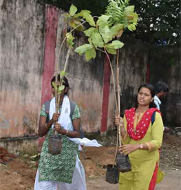 Tree Plantation